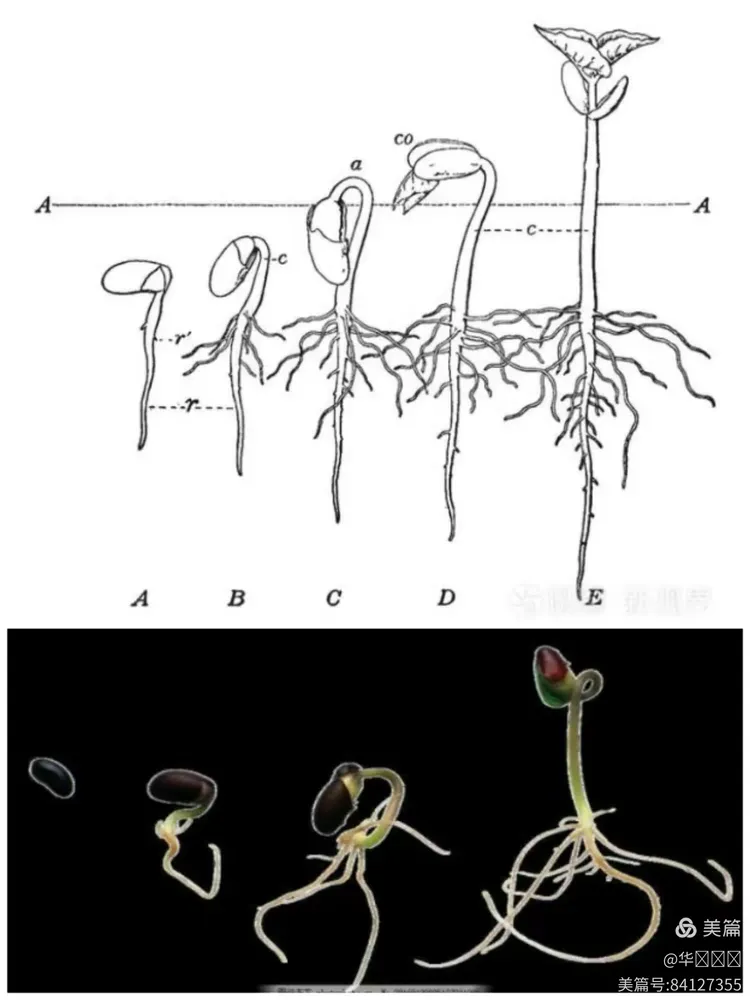 芸豆发芽生长日记